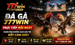 Trận nổi bật đá gà 777win với giao diện trực quan