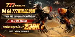 Trận đá gà 777win với hình hiển thị ổn định